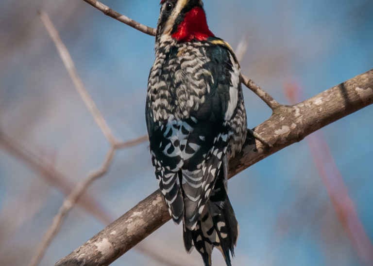 Yellow Bellied Sapsucker Photography Art | Monteux Gallery