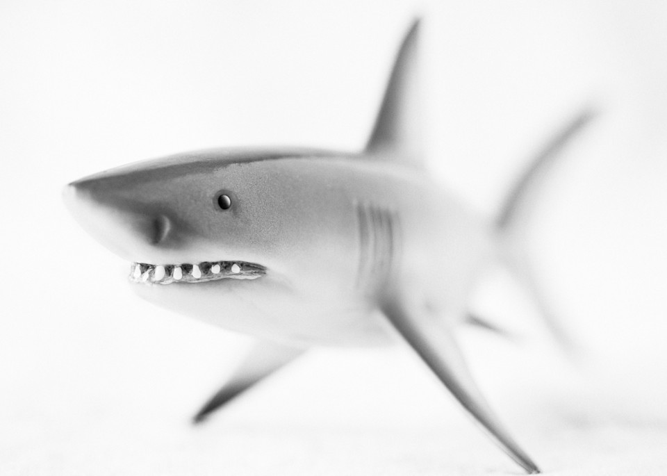 Great White Shark Photography Art | Roman Coia Photographer