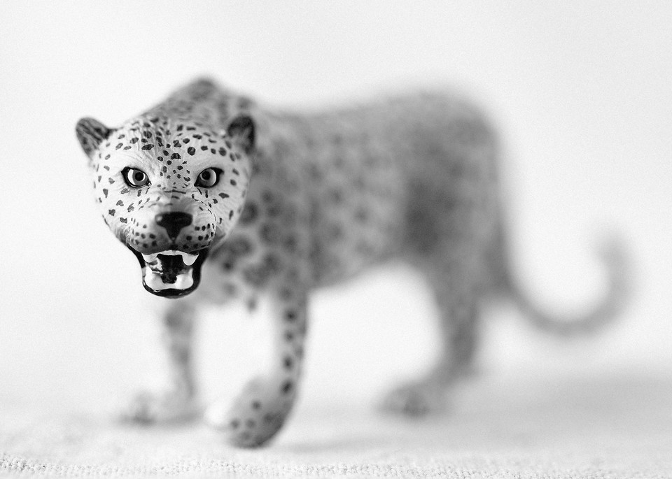 Leopard Photography Art | Roman Coia Photographer