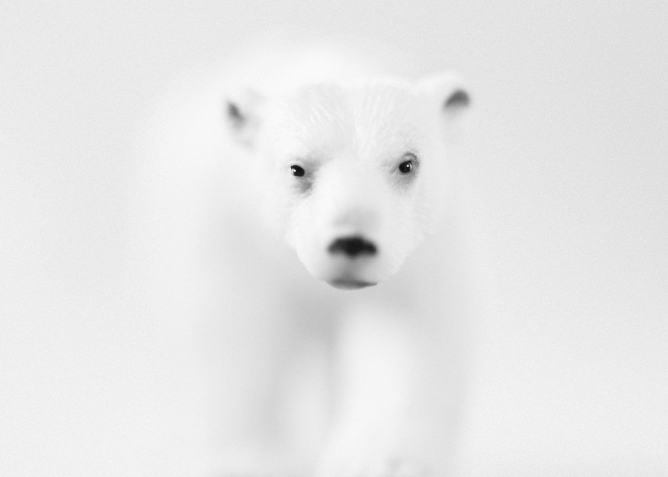 Polar Bear Photography Art | Roman Coia Photographer