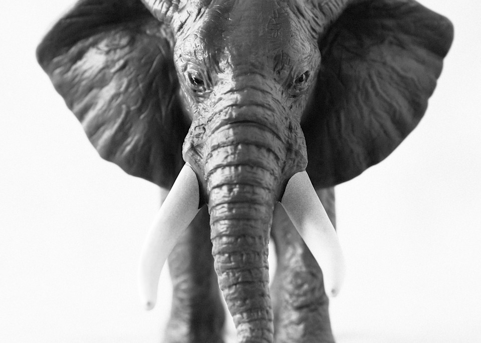 African Elephant (Male) Photography Art | Roman Coia Photographer