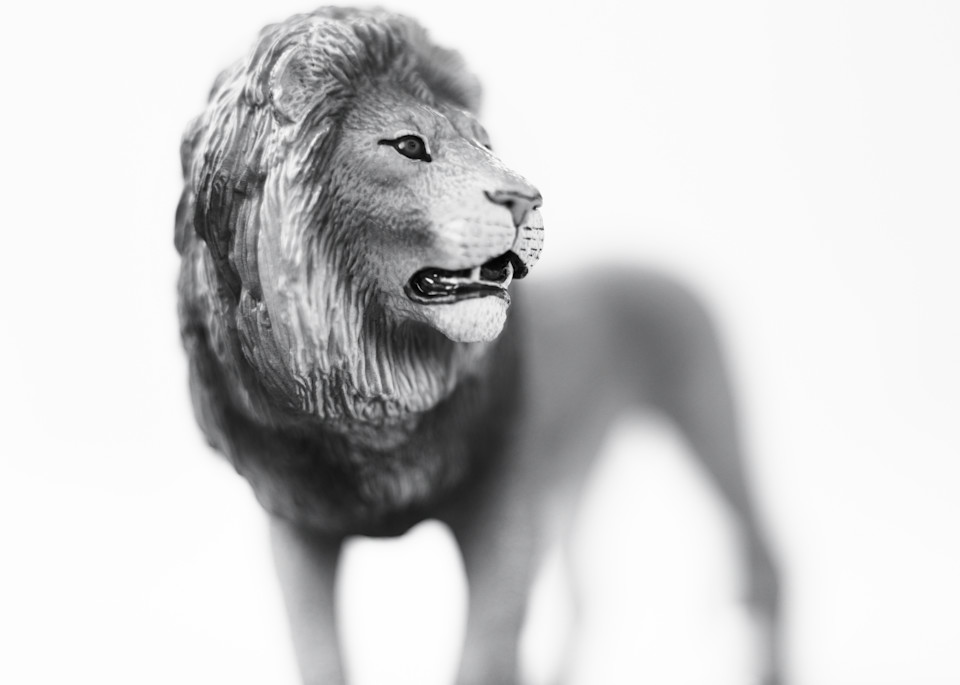 African Lion Photography Art | Roman Coia Photographer