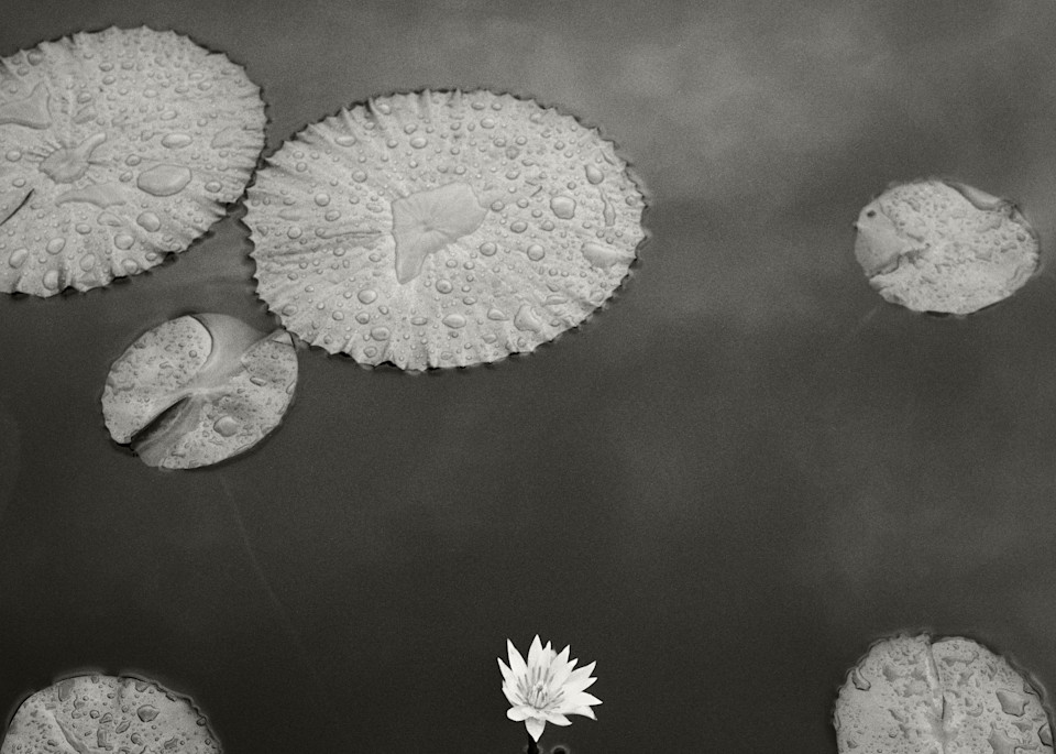 Lily Pad I Photography Art | Roman Coia Photographer