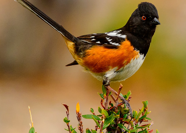 Spotted Towhee Photography Art | Jarrod Ames Photography 