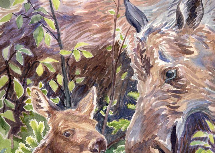 Mama and Baby Moose, Close By in Forest - Alaska art print