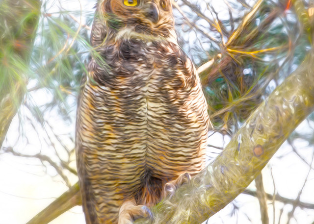 Great Horned Owl  Photography Art | Pam Phillips Photography