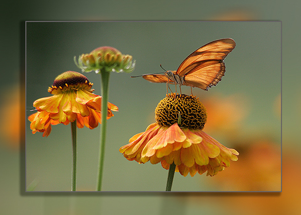 Butterfly   Julia H  3 D Photography Art | Whispering Impressions