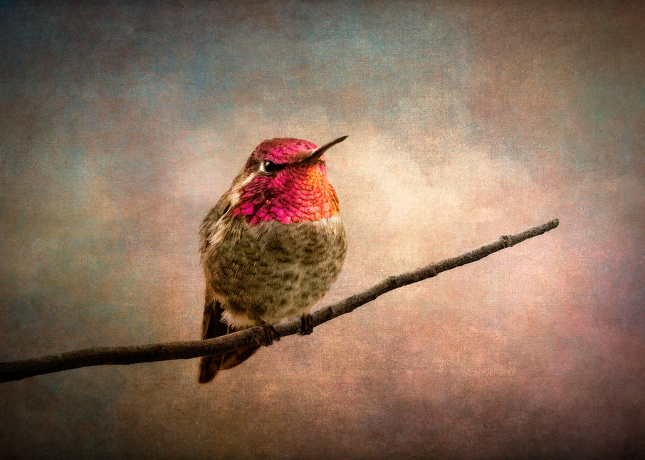 Hummingbird Photography Art | Doug Landreth Photography