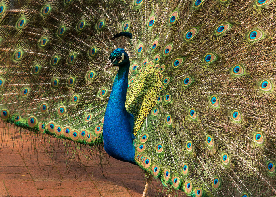 Percy, The Peacock Photography Art | Barbara Masek Photography