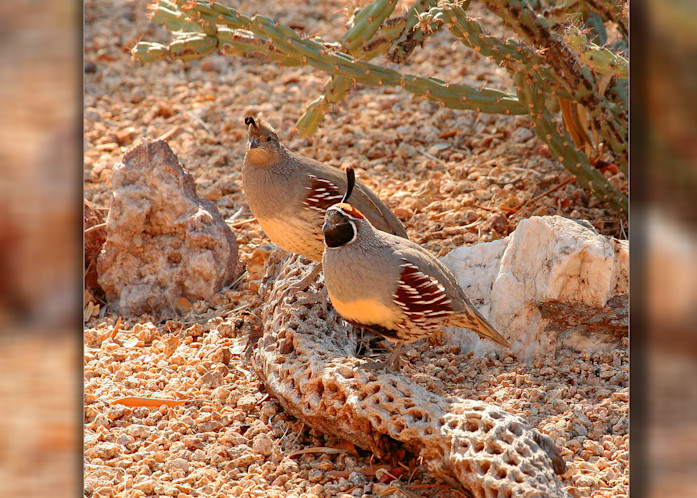 Quail   Pair 3D Photography Art | Whispering Impressions