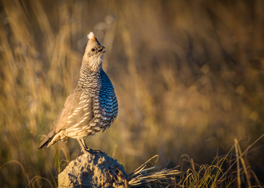 A Scaled Quail calling for a mate