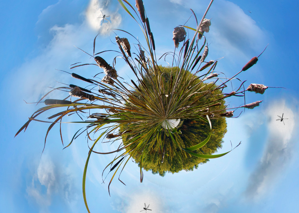 Dragonfly Planet, Fine Art Photography by Laura Grisamore.