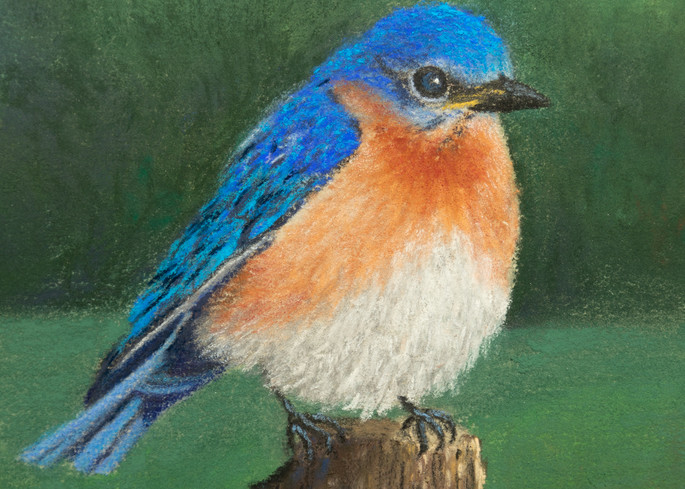 Bluebird Resting Art | Mark Grasso Fine Art