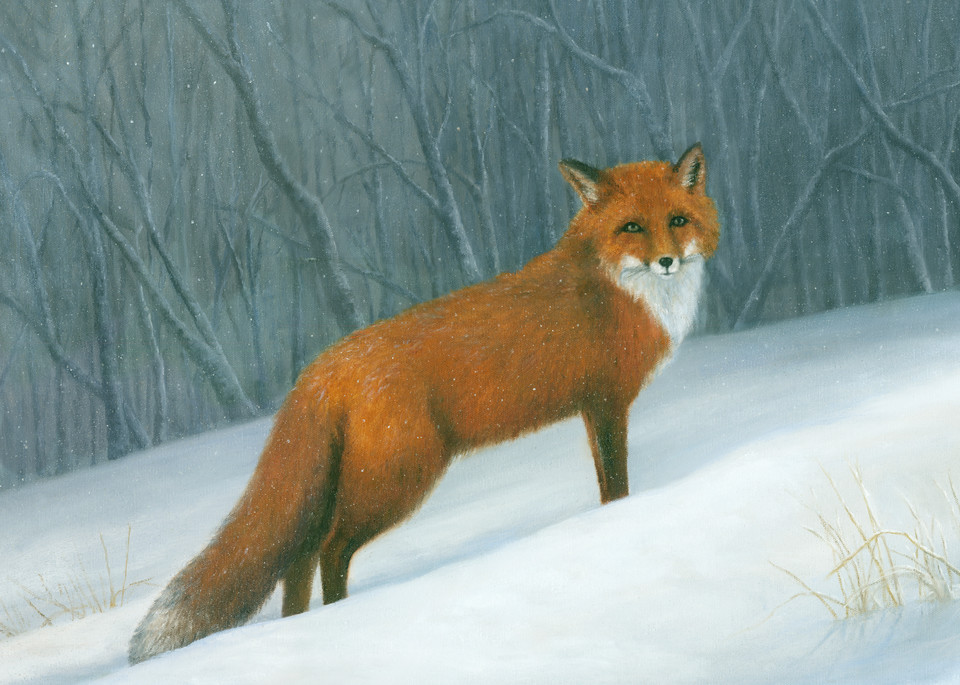Red-fox, winter, snow-painting