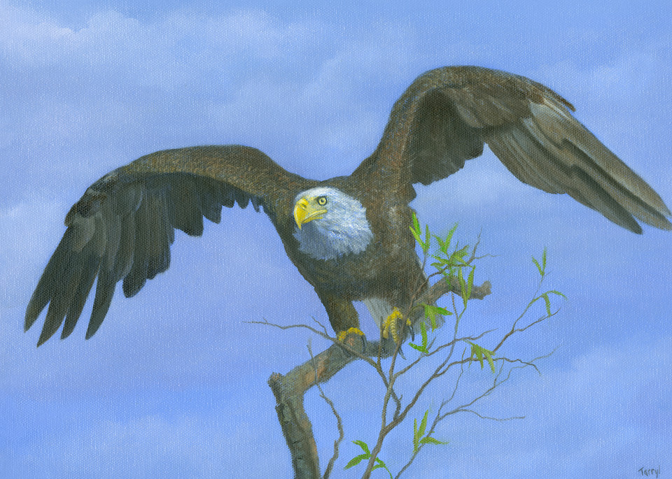 bald-eagle, taking-flight