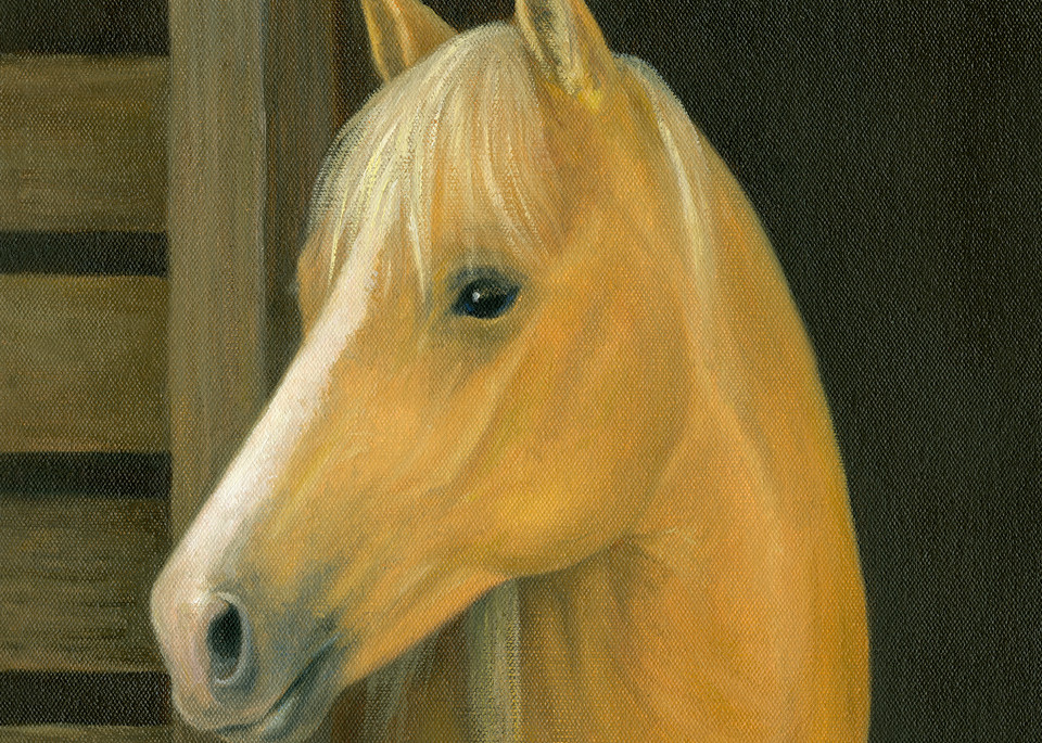 palomino, palomino-horse, horse-barn, horse-portrait