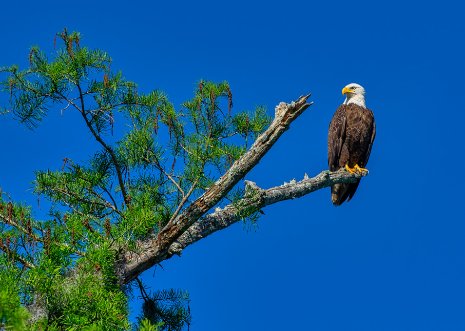 Bald eagle perch - Louisiana wildlife fine-art photography prints
