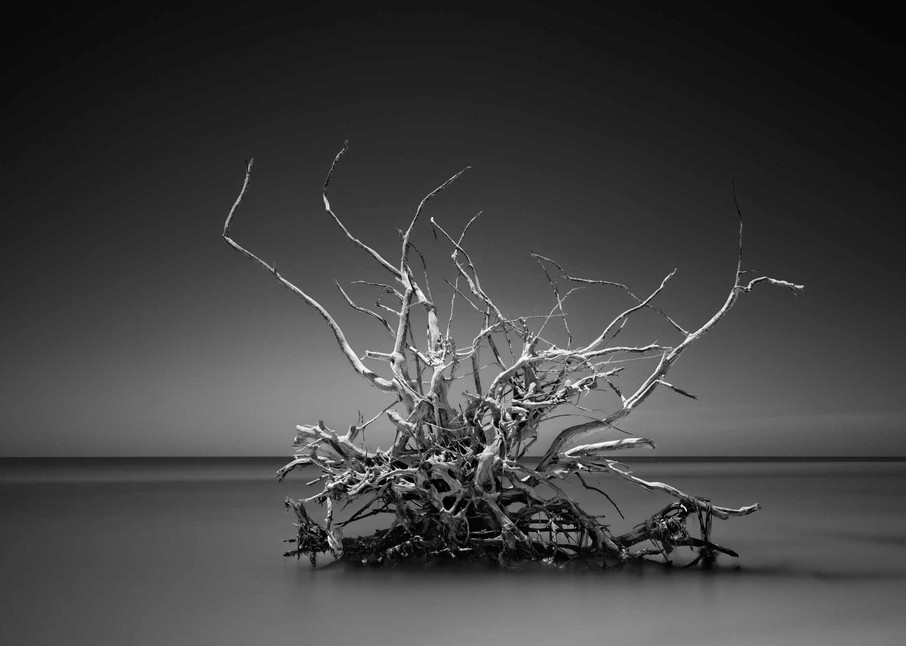 Crown Of Thorns Photography Art | DE LA Gallery