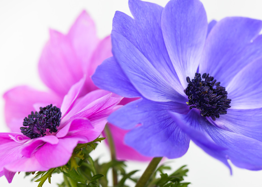 Pink and Blue Anemone Flowers