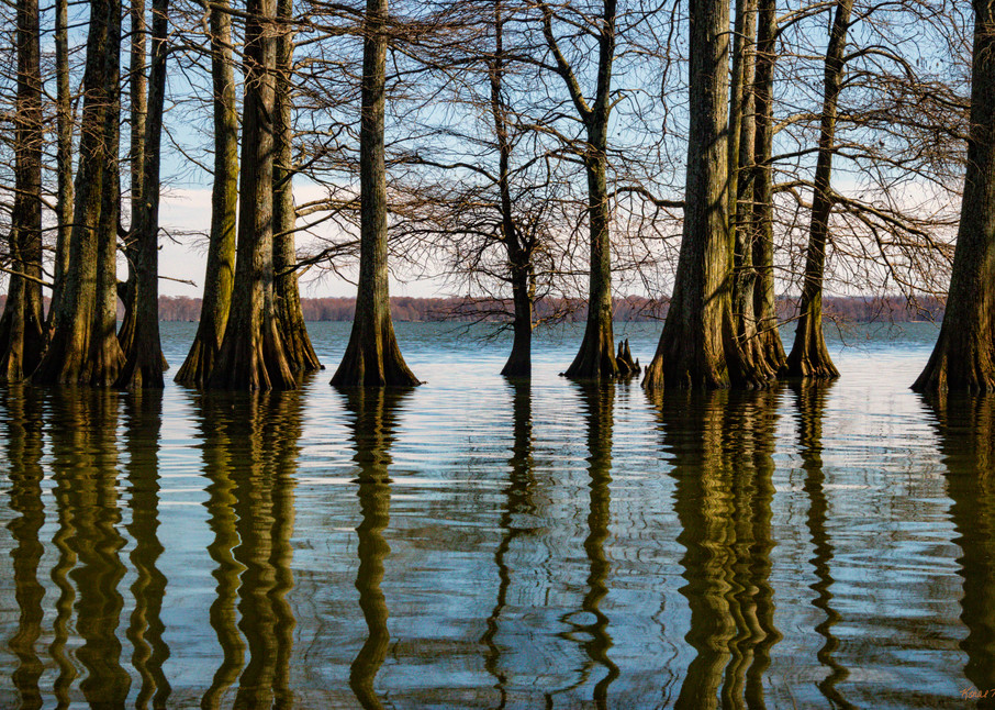 Cypress Trees Reflection 5490   Photography Art | Koral Martin Healthcare Art