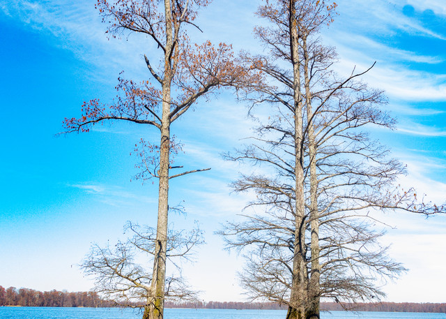 Cypress Trees Reflection 478   Photography Art | Koral Martin Healthcare Art