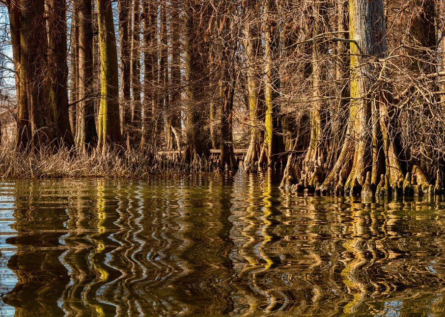 Cypress Trees Reflection Reelfoot Lake 5472   Photography Art | Koral Martin Healthcare Art