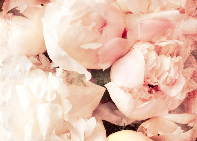 Peonies, by Laura Grisamore
