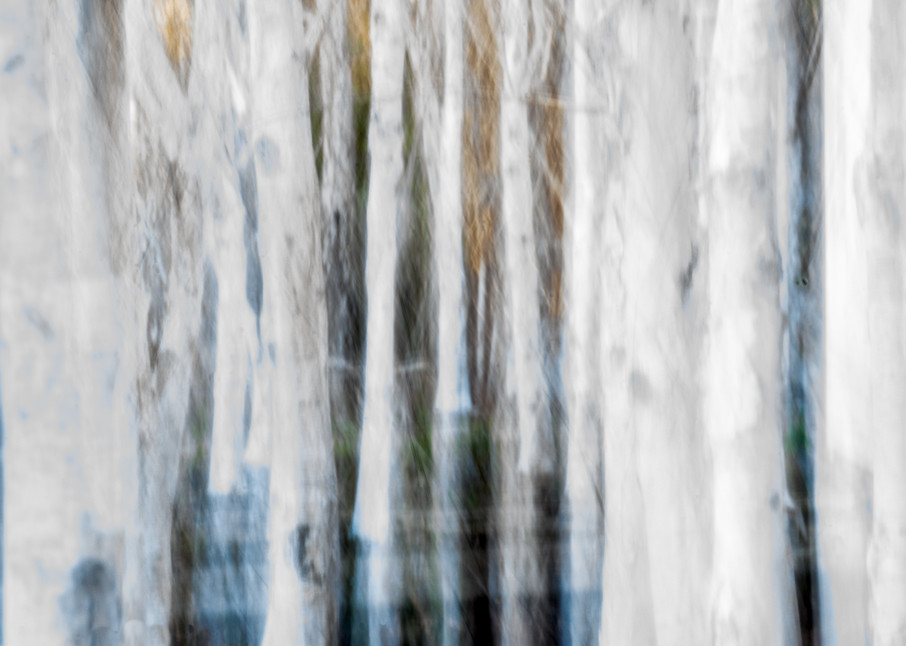 Forest for the Trees - White birch grove in California intentional movement abstract photograph print