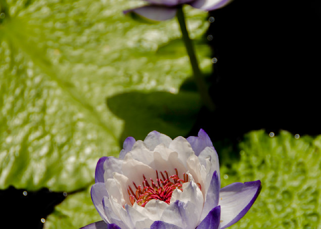 Two purple lilies