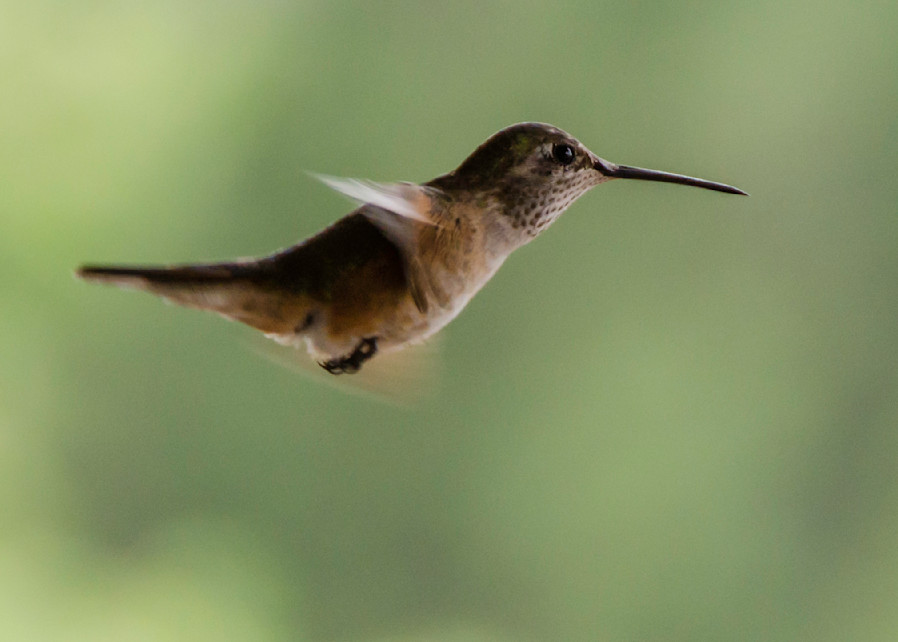 Hummingbird profile