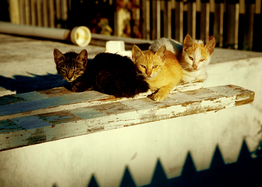 Bahama cats