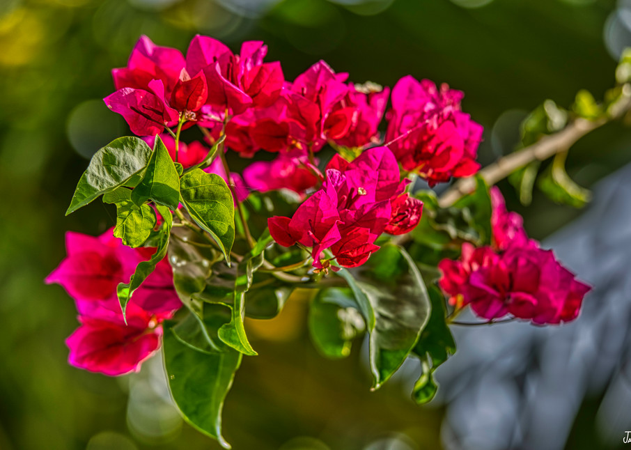 Rich Red Bougainvillea at the end of the branch