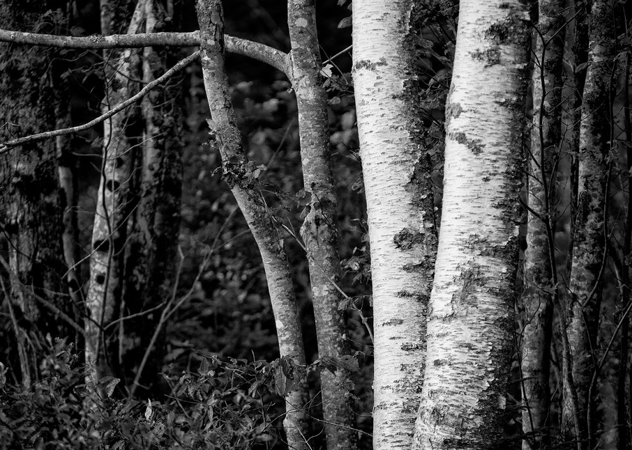 Image of Birch Trees, Maine