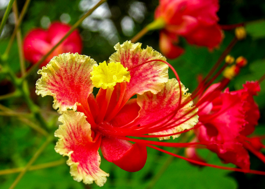 Sri lanka flower
