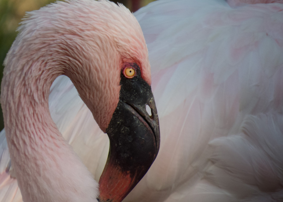 Flamingo Elegance | Bird Art