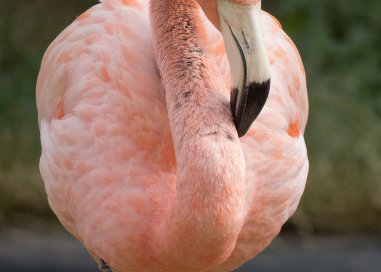 Flamingo balances on one leg. Check out our flamingo pictures. 