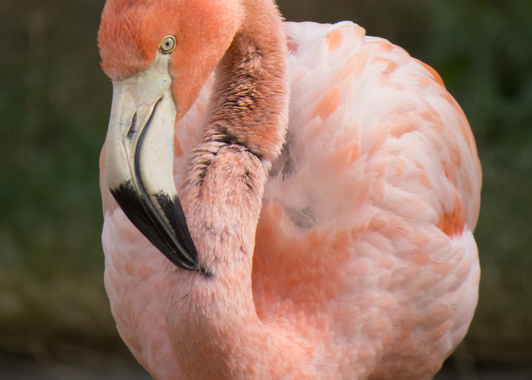 Photograph of a flamingo from the left side of the face. 