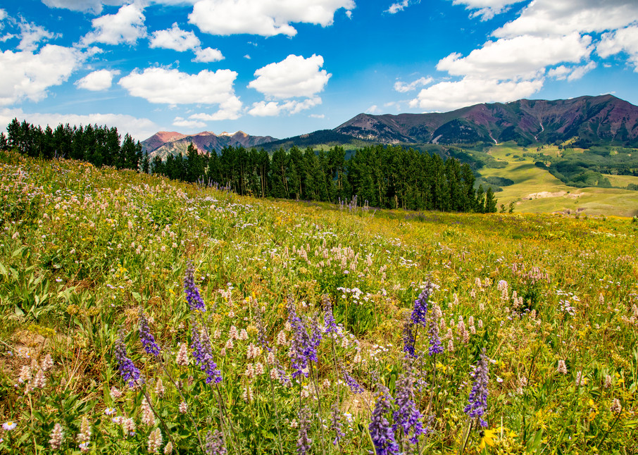 Snodgrass Trail Flowers Mountains 7111   Photography Art | Koral Martin Healthcare Art