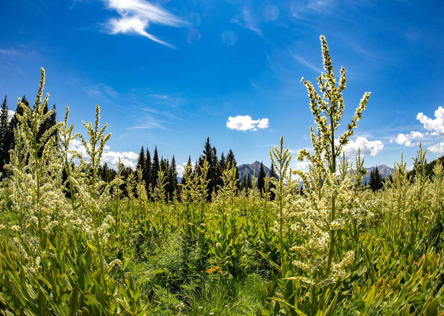 Snodgrass Trail Tall Wildflowers Mountains Dfe 6971   Photography Art | Koral Martin Healthcare Art