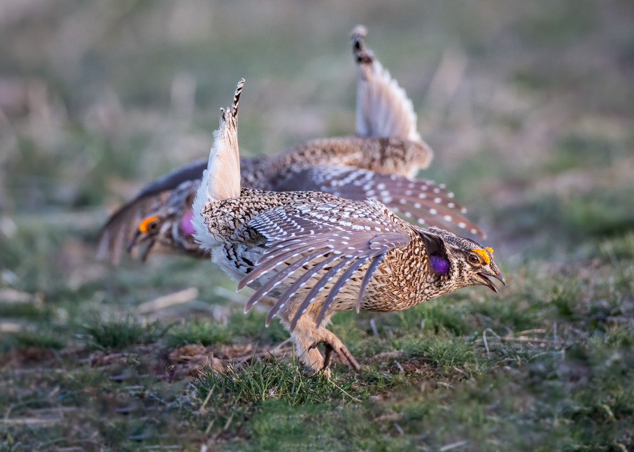 Sharp tailed grouse dance off