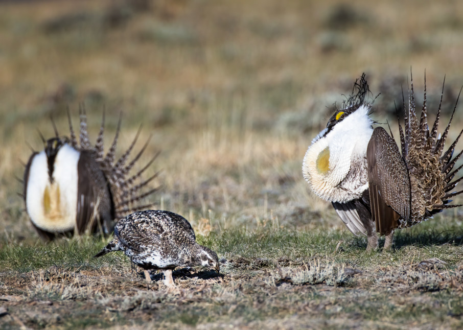 Two Sage Grouse males trying to impress