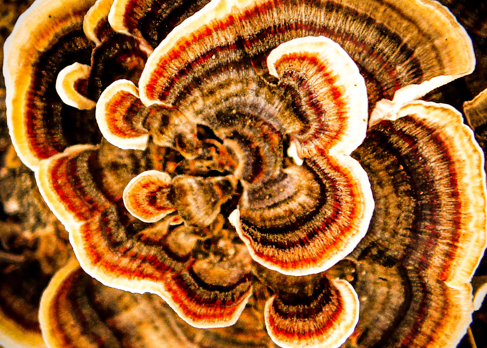 Turkey Tail Photography Art | Spry Gallery