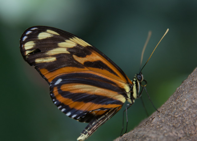 Monarch Butterfly Photography Art | Barbara Masek Photography