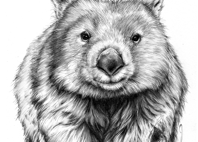 One Little Wombat - Common Wombat Pencil Drawing Australian Wildlife