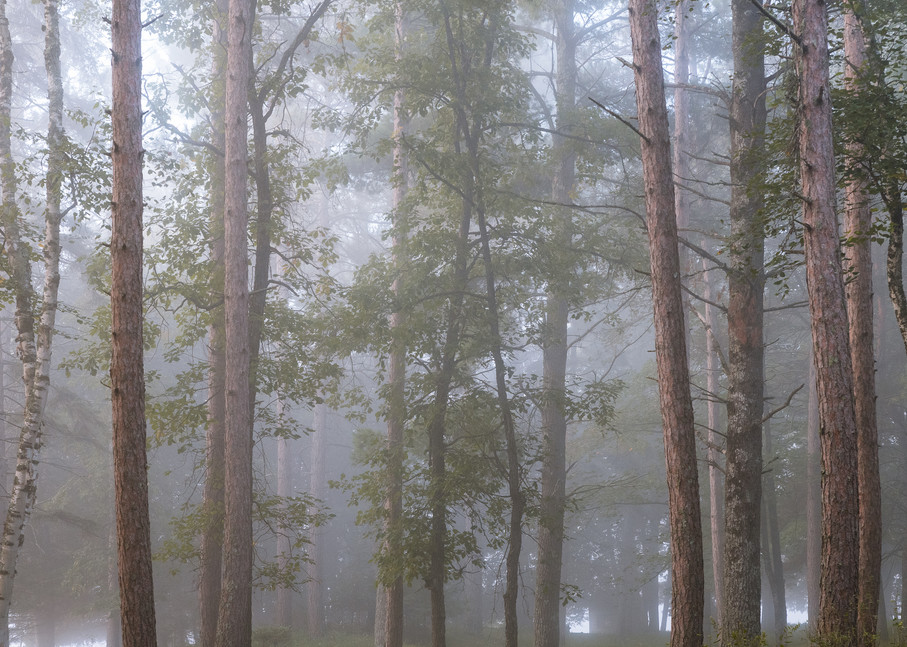 Misty Forest by Jeremy Simonson
