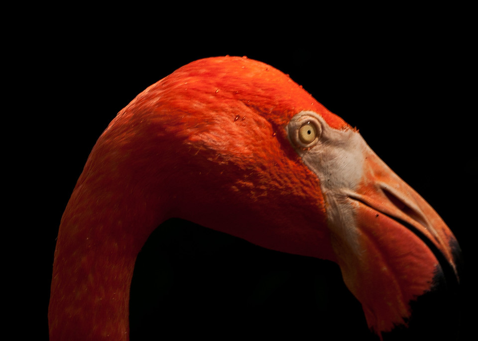 Portrait Of Flamingo  Photography Art | Barbara Masek Photography