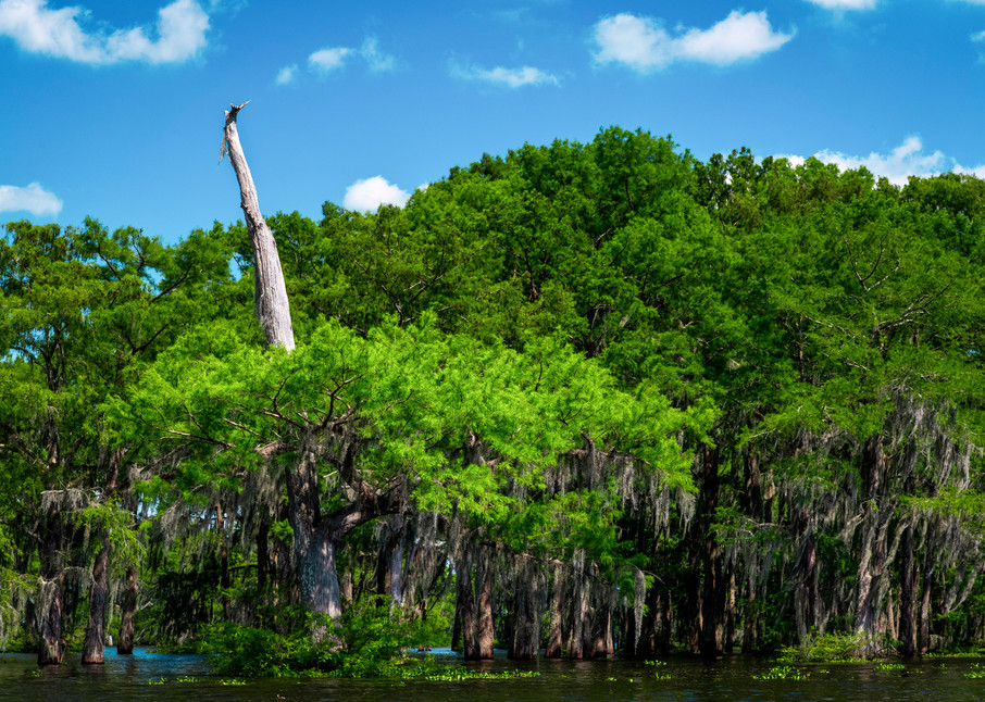 Not Dead Yet - Louisiana swamp fine-art photography prints