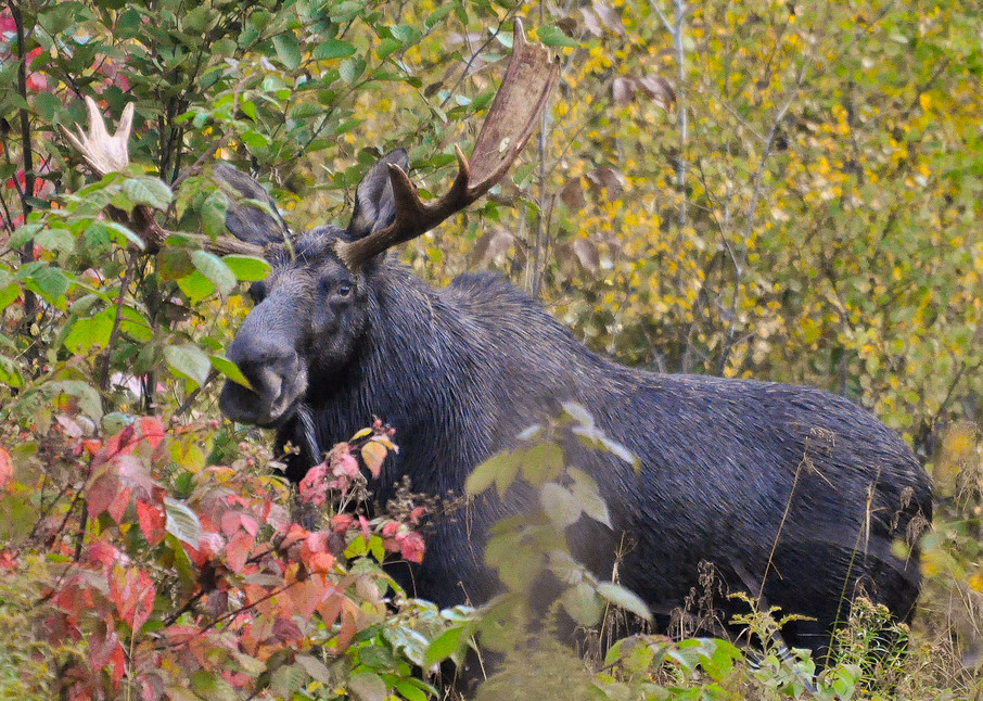 My First Moose Photography Art | Monteux Gallery