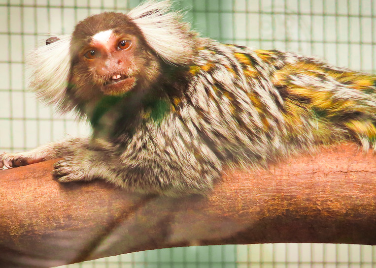 Butterfly World and Zoo photography Marmoset | Eugene L Brill