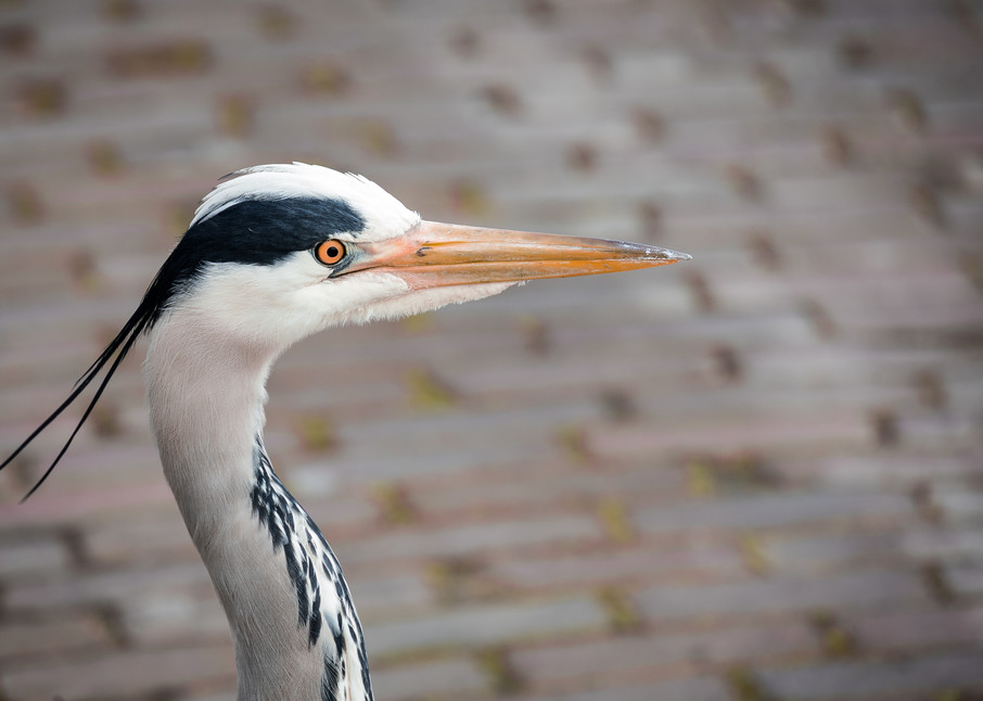 Dutch Countryside photography blue heron | Eugene L Brill